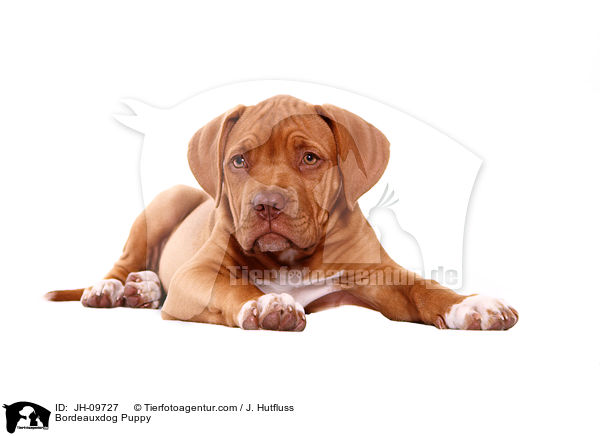 Bordeauxdogge Welpe / Bordeauxdog Puppy / JH-09727
