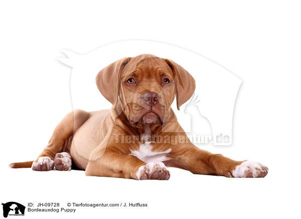 Bordeauxdogge Welpe / Bordeauxdog Puppy / JH-09728