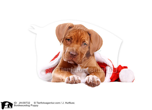 Bordeauxdogge Welpe / Bordeauxdog Puppy / JH-09732