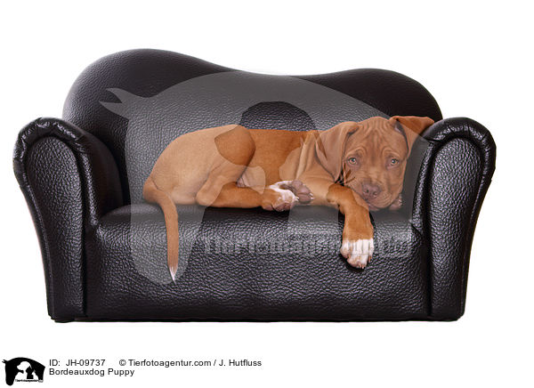 Bordeauxdogge Welpe / Bordeauxdog Puppy / JH-09737