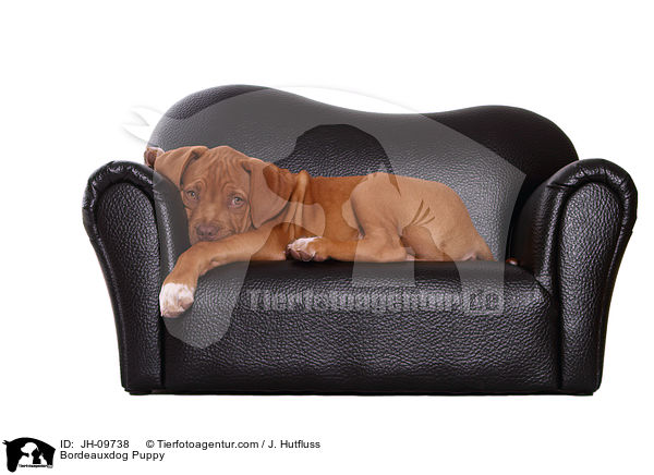 Bordeauxdogge Welpe / Bordeauxdog Puppy / JH-09738