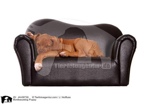Bordeauxdogge Welpe / Bordeauxdog Puppy / JH-09739