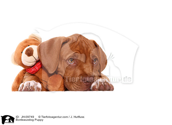 Bordeauxdogge Welpe / Bordeauxdog Puppy / JH-09749