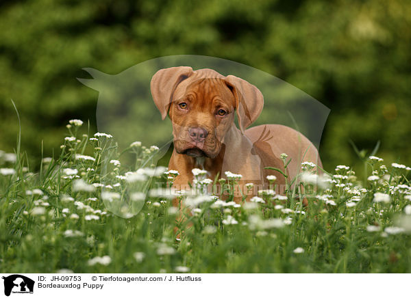 Bordeauxdogge Welpe / Bordeauxdog Puppy / JH-09753
