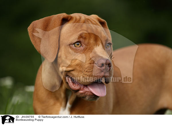 Bordeauxdogge Welpe / Bordeauxdog Puppy / JH-09755
