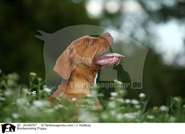 Bordeauxdogge Welpe / Bordeauxdog Puppy / JH-09757