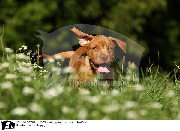Bordeauxdogge Welpe / Bordeauxdog Puppy / JH-09763