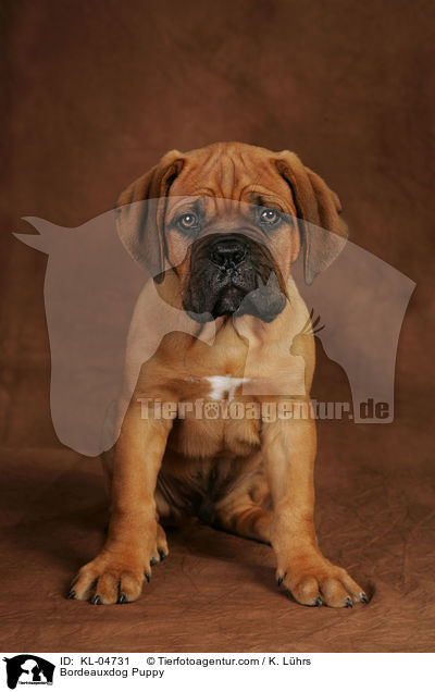 Bordeauxdoggen Welpe / Bordeauxdog Puppy / KL-04731