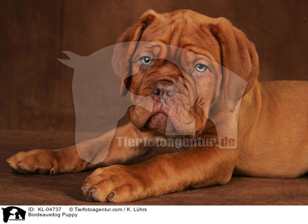 Bordeauxdoggen Welpe / Bordeauxdog Puppy / KL-04737
