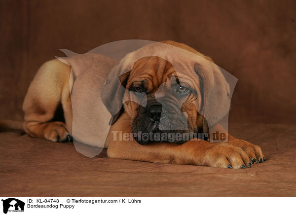 Bordeauxdoggen Welpe / Bordeauxdog Puppy / KL-04748