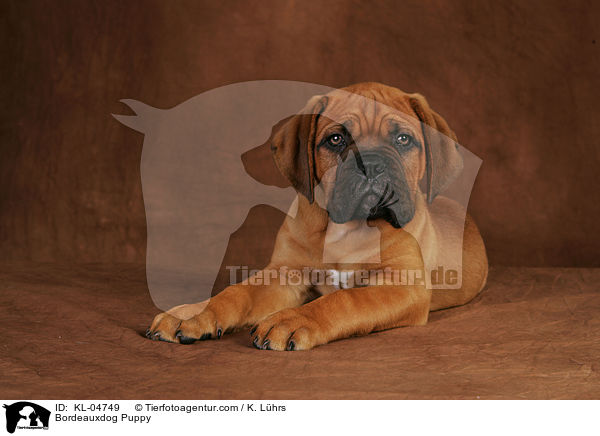 Bordeauxdoggen Welpe / Bordeauxdog Puppy / KL-04749
