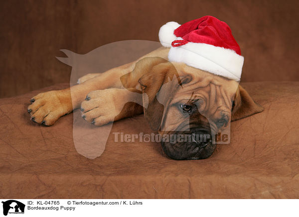 Bordeauxdoggen Welpe / Bordeauxdog Puppy / KL-04765