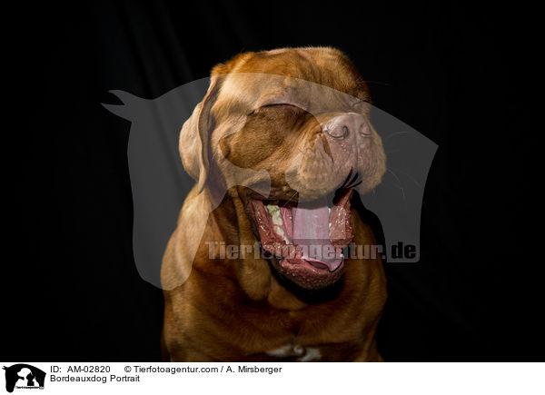 Bordeauxdogge Portrait / Bordeauxdog Portrait / AM-02820