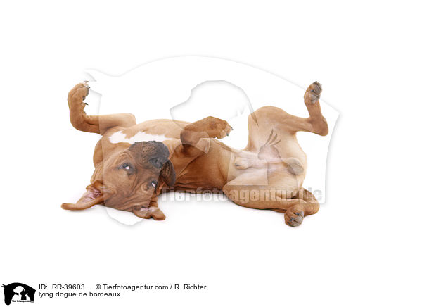 lying dogue de bordeaux / RR-39603