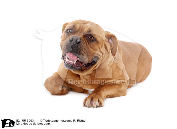 liegende Bordeauxdogge / lying dogue de bordeaux / RR-39631