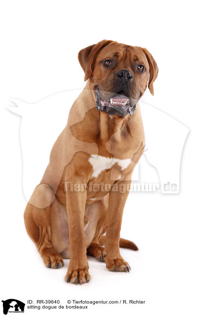 sitzende Bordeauxdogge / sitting dogue de bordeaux / RR-39640