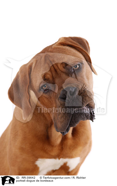 Bordeauxdogge Portrait / portrait dogue de bordeaux / RR-39642