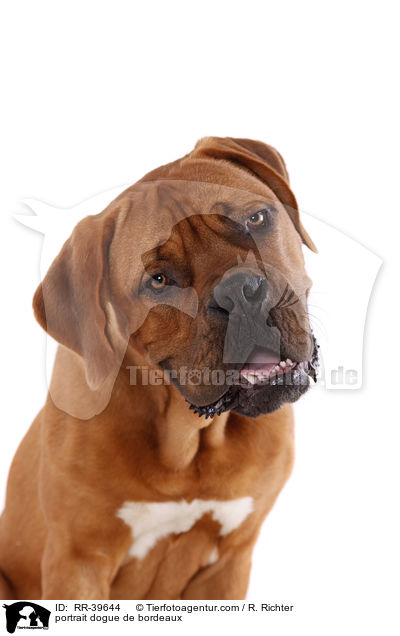 Bordeauxdogge Portrait / portrait dogue de bordeaux / RR-39644