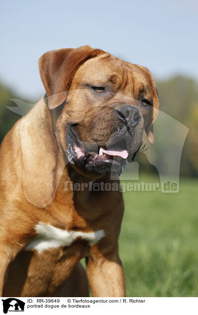 Bordeauxdogge Portrait / portrait dogue de bordeaux / RR-39649