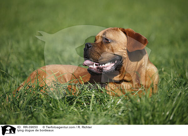 liegende Bordeauxdogge / lying dogue de bordeaux / RR-39650