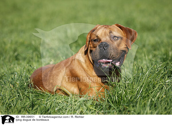liegende Bordeauxdogge / lying dogue de bordeaux / RR-39651