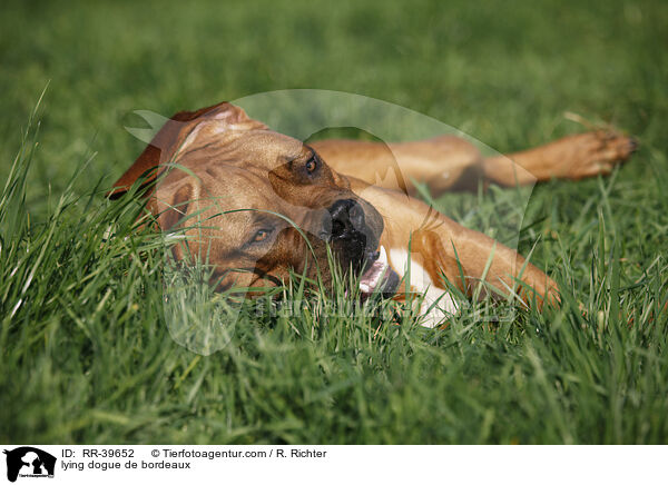 liegende Bordeauxdogge / lying dogue de bordeaux / RR-39652