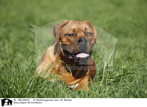 liegende Bordeauxdogge / lying dogue de bordeaux / RR-39653