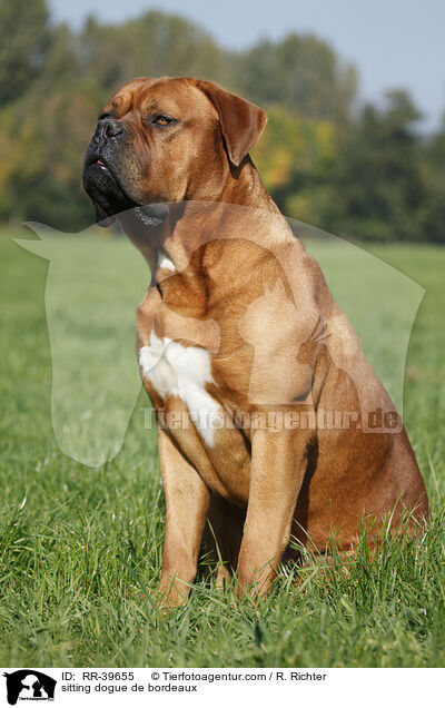 sitzende Bordeauxdogge / sitting dogue de bordeaux / RR-39655