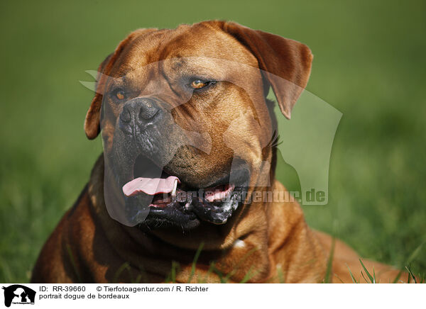 Bordeauxdogge Portrait / portrait dogue de bordeaux / RR-39660