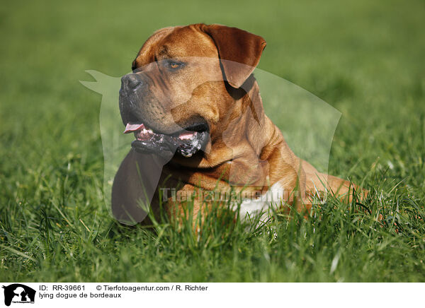 liegende Bordeauxdogge / lying dogue de bordeaux / RR-39661