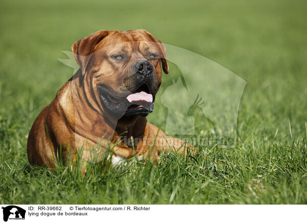 liegende Bordeauxdogge / lying dogue de bordeaux / RR-39662