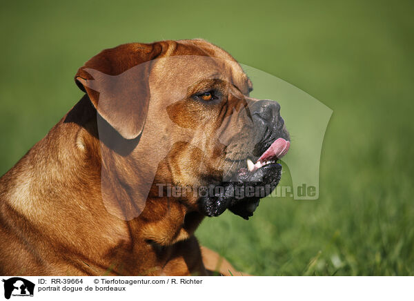 Bordeauxdogge Portrait / portrait dogue de bordeaux / RR-39664
