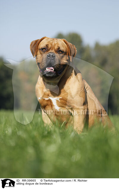 sitzende Bordeauxdogge / sitting dogue de bordeaux / RR-39665