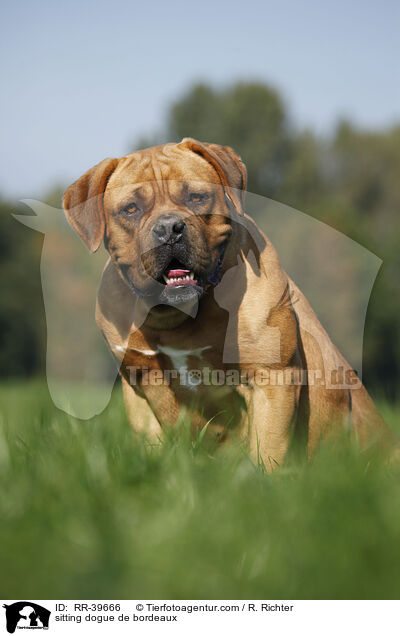 sitzende Bordeauxdogge / sitting dogue de bordeaux / RR-39666