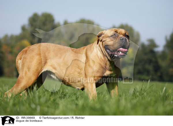 Bordeauxdogge / dogue de bordeaux / RR-39669