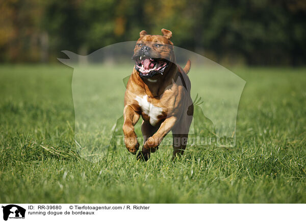 rennende Bordeauxdogge / running dogue de bordeaux / RR-39680