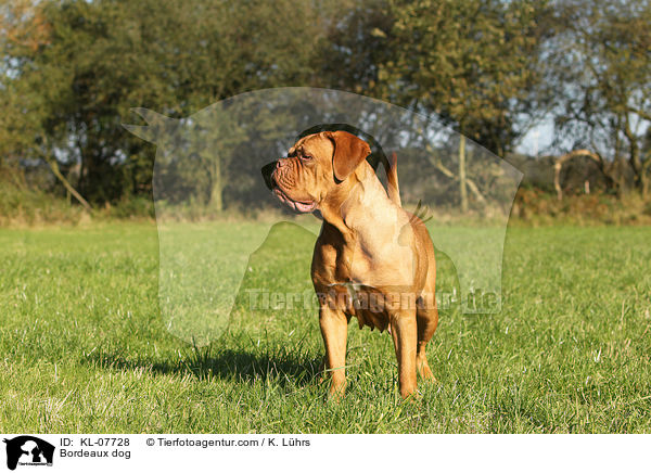 Bordeauxdogge / Bordeaux dog / KL-07728