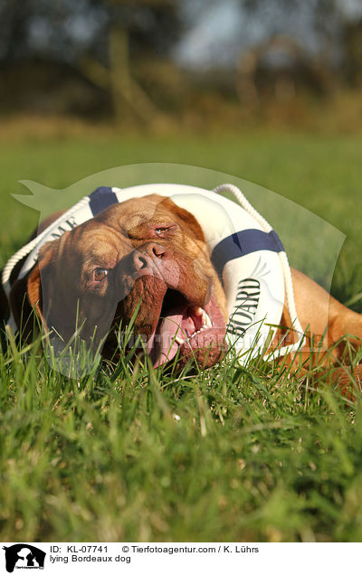 liegende Bordeauxdogge / lying Bordeaux dog / KL-07741