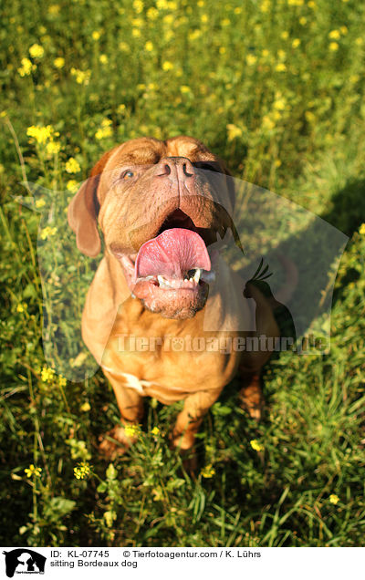 sitzende Bordeauxdogge / sitting Bordeaux dog / KL-07745