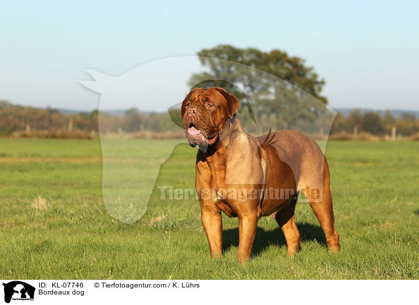 Bordeauxdogge / Bordeaux dog / KL-07746