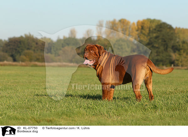 Bordeauxdogge / Bordeaux dog / KL-07750