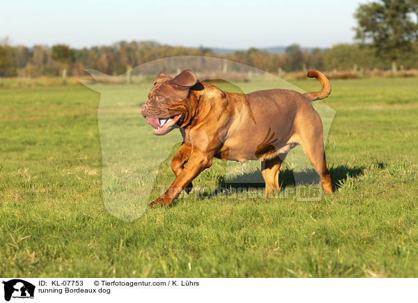 rennende Bordeauxdogge / running Bordeaux dog / KL-07753