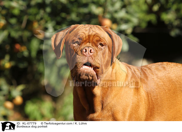 Bordeauxdogge Portrait / Bordeaux dog portrait / KL-07779