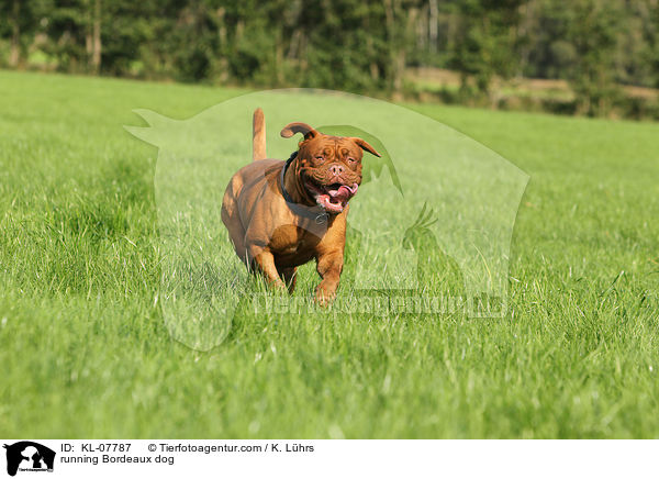rennende Bordeauxdogge / running Bordeaux dog / KL-07787