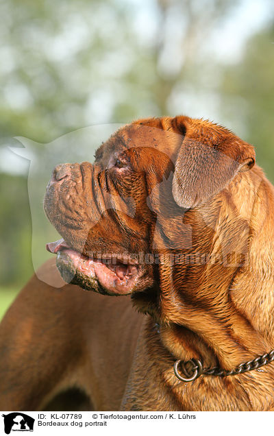 Bordeauxdogge Portrait / Bordeaux dog portrait / KL-07789