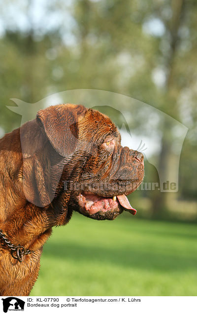 Bordeauxdogge Portrait / Bordeaux dog portrait / KL-07790