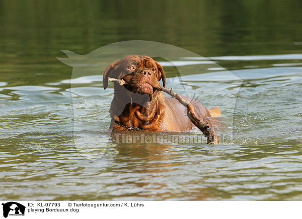 spielende Bordeauxdogge / playing Bordeaux dog / KL-07793