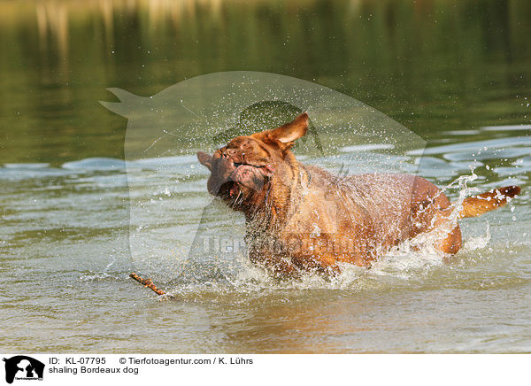 Bordeauxdogge schttelt sich / shaling Bordeaux dog / KL-07795