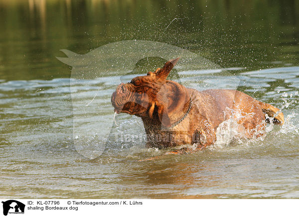 Bordeauxdogge schttelt sich / shaling Bordeaux dog / KL-07796