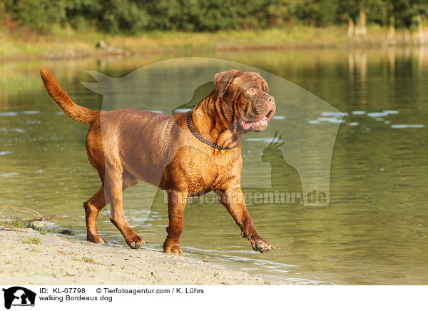 laufende Bordeauxdogge / walking Bordeaux dog / KL-07798